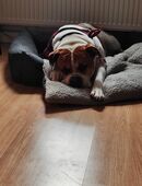 Bulldoggen Dame in Beste Hände in 02727