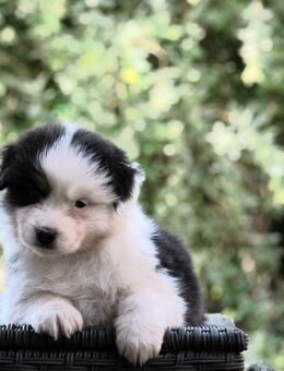 Australian Shepherd Welpen - Reher