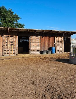 Beistellpony gesucht - Wolfsburg