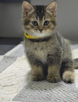 BKH/BLH Kitten - Stuttgart