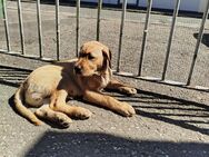 Labrador Welpen - Marne