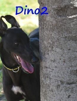 Dino2 verschmuster Galgo Ingles 03/22 ES - Ruppertsecken
