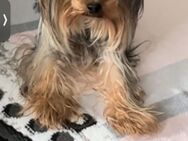 Yorki sucht neuen Zuhause - Rostock