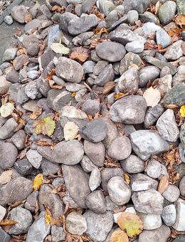 Wackersteine/Flusssteine zu verschenken - Biberach (Riß)