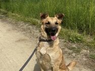 Carlos- besonderer Hund sucht Menschen - Neustadt (Rübenberge)