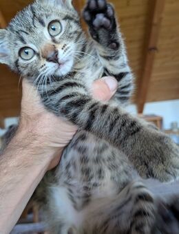 Wunderschöner Kater in liebevolle Hände abzugeben - Mainburg