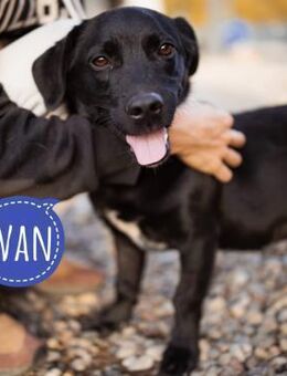 Ivan ein perfekter kleiner Familienhund - Flörsheim-Dalsheim