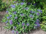 Bergflockenblume/ Centaurea montana - Demmin