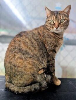 Menschenbezogene Katze Lizzie - Karlsruhe