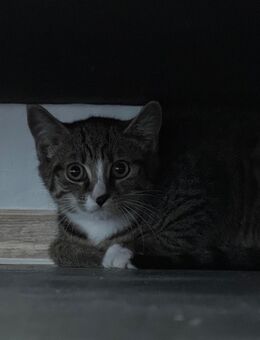 zwei Kitten dringend abzugeben - Neuwied