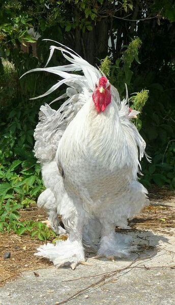 BRUTEIER Brahma perlgrau gesperbert - Roding