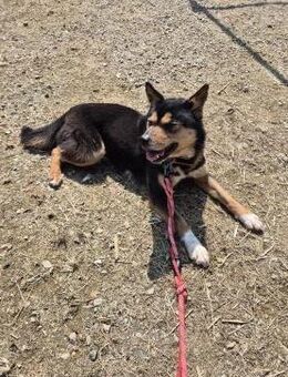 Tassie sucht Zuhause oder PS ♥ - Ebstorf (Klosterflecken)