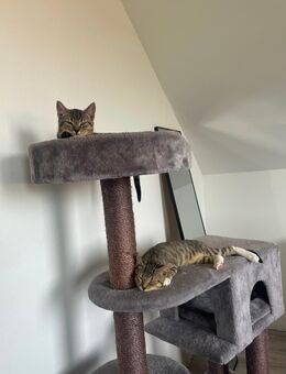 3 getigerte Kitten - Extertal