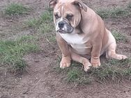 New Englische Bulldoggenwelpen - Borne