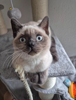 Bkh Blu Point kitten reinrassig - Rhede