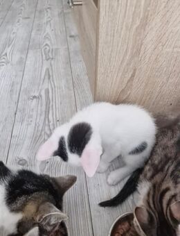 Katzenbabys - Höchst (Odenwald)