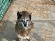 Seniorin LUCY sucht liebevolles Zuhause - Neuberg