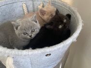 BKH Kitten 3 Kater - Ingolstadt