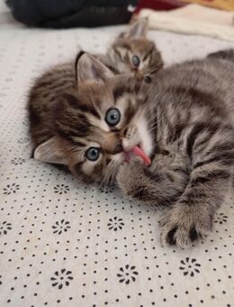 Baby Katze - Grenzach-Wyhlen