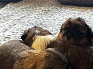 Shih-Tzu Welpen - Lauda-Königshofen