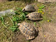 Griechische Landschildkröten, Testudo hermanni, NZ 2011 - Neuhäusel