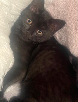 Bkh Kitten ♥️ 3 kitten übrig ausziehbereit 🐈‍⬛ - Garbsen