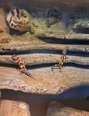 Leopardgecko mit Terrarium und Technik in 37170