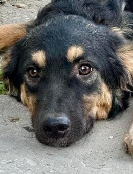 Phoebe - Rotenburg (Fulda)