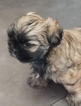 Super süße Shih-Tzu Junge möchte dein Herz erobern - Köln