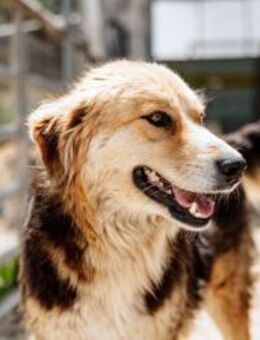 Stella Mix Hündin ca. 4 Jahre alt in GR - Reutlingen