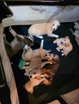 Mischlingswelpen suchen zuhause 🥰 - Wustrow (Wendland)