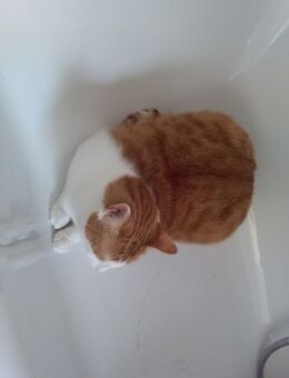 Hauskatze Felix Wohnungskater - Schwerin