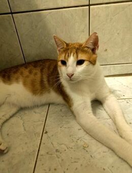 Yuri aus dem Tierschutz Kreta - Grevenbroich