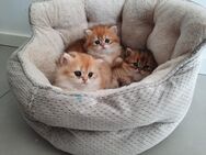 3 Reinrassige Wunderschöne BLH Kitten - Lich