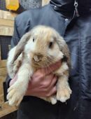 Zwergwidderbabymädchen in 03205