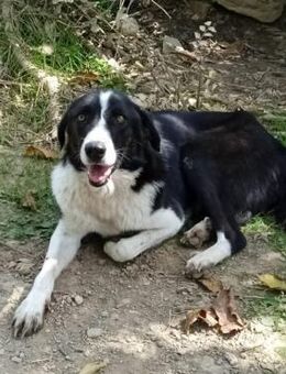 Shelly - eine fröhliche Wegbegleiterin - Krefeld