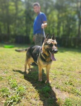 Ciklon sucht ihre Herzensmenschen - Nordwalde