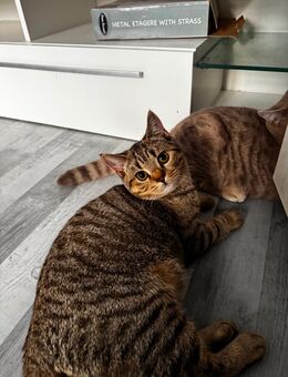Reinrassige Britisch Kurzhaar (BKH) Kitten - Berlin Charlottenburg-Wilmersdorf