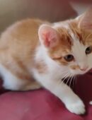 Süßes rot/weißes Katzenbaby einer Glückskatzenmama in Berlin in 10713