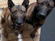 2 Malinois Rüde und Hündin dringend abzugeben - Saterland