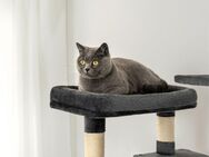 Suche Britisch Kurzhaar Katze ! diese Katze wird nicht verkauft - Lübeck