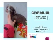 Gremlin ❤️- kleiner, lebhafter Welpe - Rambin