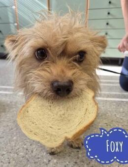 Foxy ein winziger Schatz - Flörsheim-Dalsheim