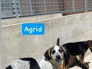 Agrid - Hundebub hofft auf Liebe - Grevenbroich