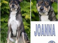JOANNA -sucht hundeerfahrene Menschen- - Duisburg