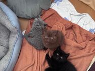 BHK Britisch Kurzhaar kitten abgabebereit - Bielefeld Windflöte
