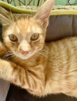 Ingwerfarbiger junger Kater Cornelius - Karlsruhe