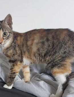 2 Kitten nur zusammen abzugeben - Delmenhorst