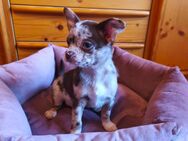 Chihuahua Welpen - Nürnberg
