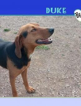 😍DUKE - ICH BIN DER PASSENDE KUMPEL - Alfeld (Leine)